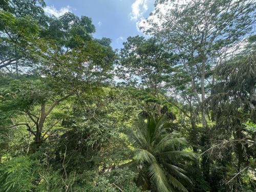 a view of a forest with trees and plants at Niyagama House in Galle