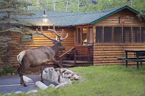 un cervo in piedi davanti a una baita di tronchi di Idlewilde by the River a Estes Park
