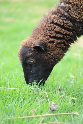 a black sheep eating some grass in the grass at Granja & Vivero Lavanda in Texcoco de Mora