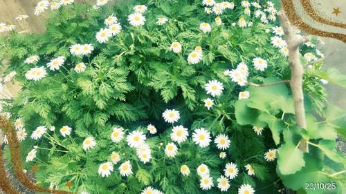 a bunch of white flowers on a green plant at 1-Monoambiente 