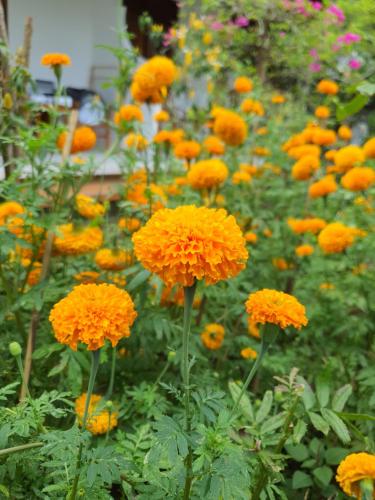 a bunch of orange flowers in a garden at GYANA House in Ubud