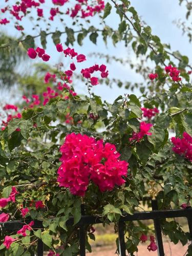 a bunch of pink flowers on a fence at Shakuntal in Shāhāpur