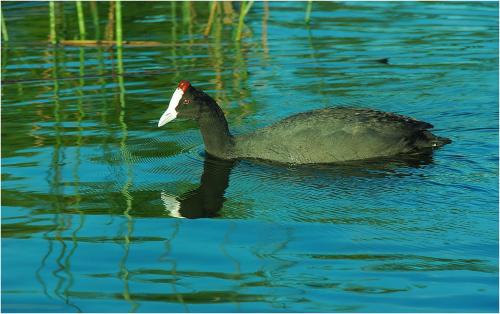 a duck swimming on a body of water at 20 Mount Champagne in Champagne Valley