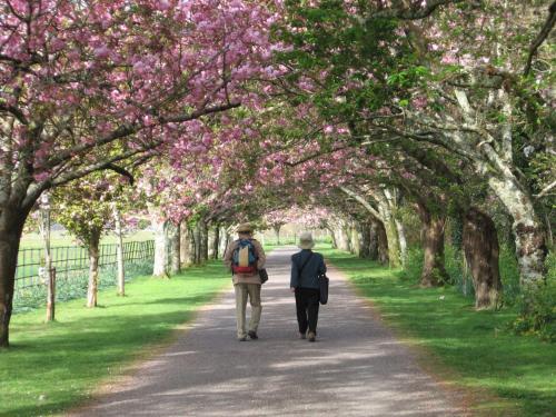 a man and woman walking down a path with trees with pink flowers at Apartment Grove Lodge No 5 - 2 Bed by Interhome in Killorglin