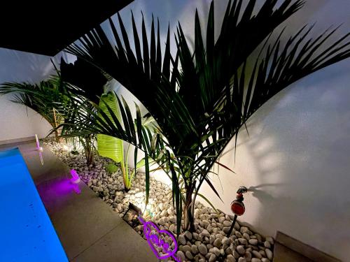 Una palmera en un jardín con luces moradas. en Alma Nomada Luxury Village, en Corralejo