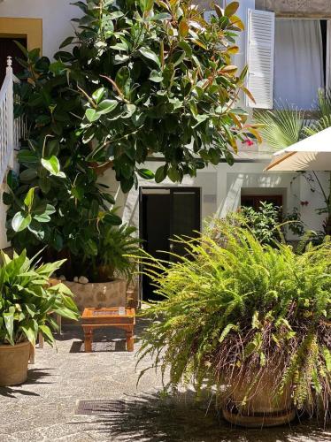 a group of potted plants in front of a building at Hotel Can Roses in Sóller