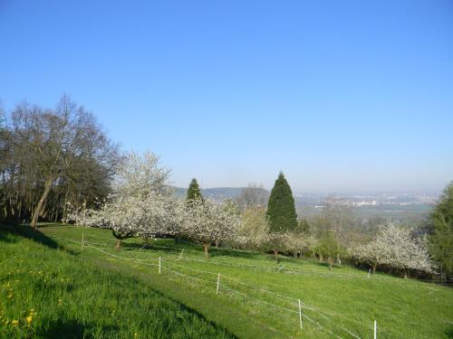 Gallery image of Hotel Landgut Burg GmbH in Weinstadt