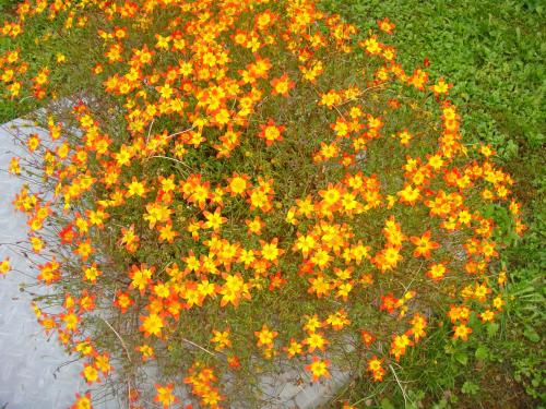 a bunch of yellow and orange flowers in the grass at Ferienwohnungen Steger in Bodensdorf