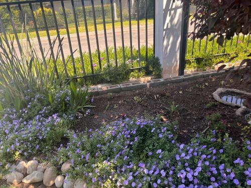 a garden with purple flowers next to a fence at Riverside in Beaufort West