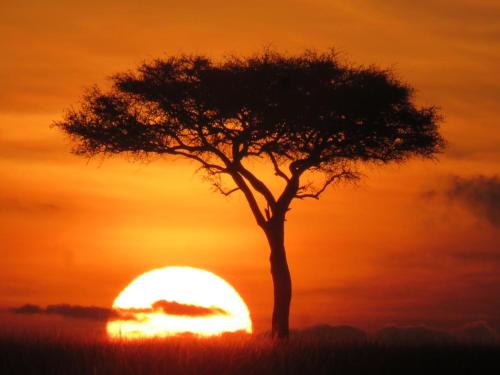 a tree in front of a sunset at Oloiba Nkuti Lodge in Masai Mara