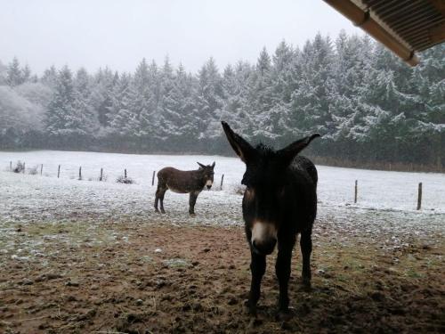 Άλλα ζώα σε αυτή η παραθεριστική κατοικία ή στη γύρω περιοχή