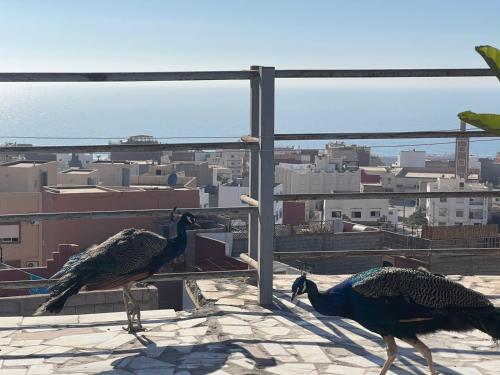 two peacocks standing on a roof looking at the city at Blue Pearl Surf House Morocco in Tamraght Oufella