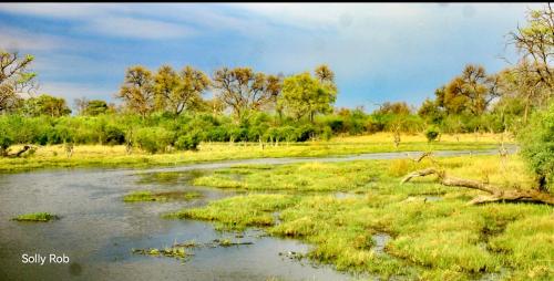 Afbeelding uit fotogalerij van Nyati House in Khwai