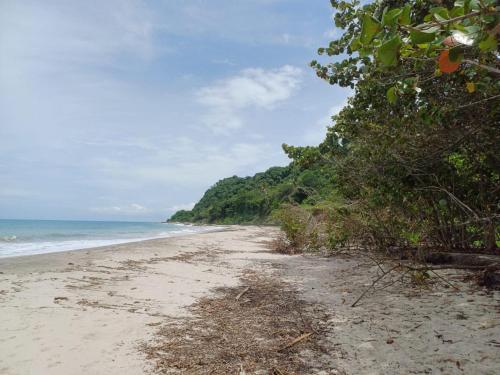 a sandy beach with trees and the ocean at Eco camping JASAL in Calabolo
