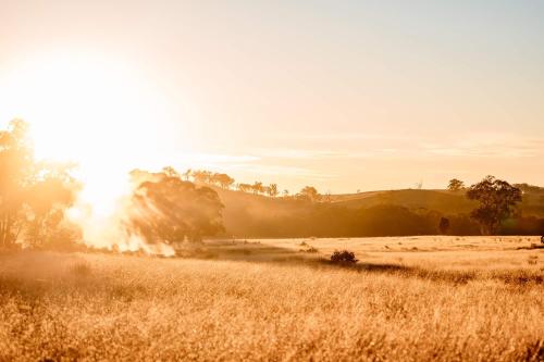 a field of grass with the sun in the background at Hermano Farm Stay by Tiny Away in Greenhills