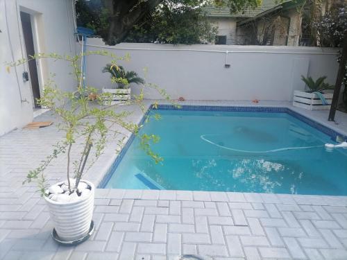 a potted plant sitting next to a swimming pool at Hospital View Residence in Boksburg