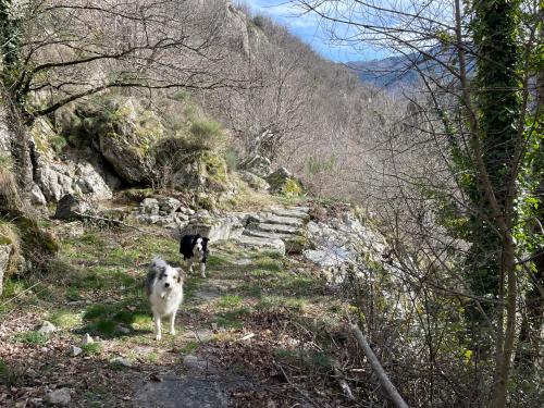 Dos perros de pie en un camino en las montañas en Le Charmelan, en Barnas