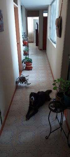 a dog laying on the floor in a hallway at AAMPLIO y ACOGEDOR APARTAMENTO EN PLENO CENTRO DE IBAGUÉ in Ibagué