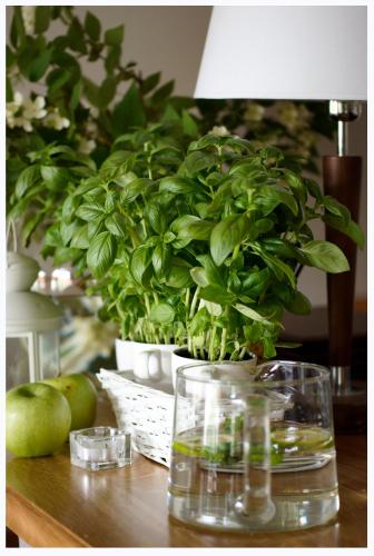 a table with a potted plant and a glass of water at Willa Pod Basztą Restauracja&Wellness in Kazimierz Dolny