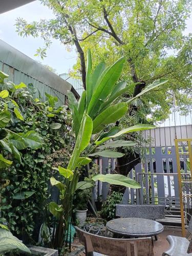 a patio with a table and some plants and a tree at Cát Tường Homestay in Danang