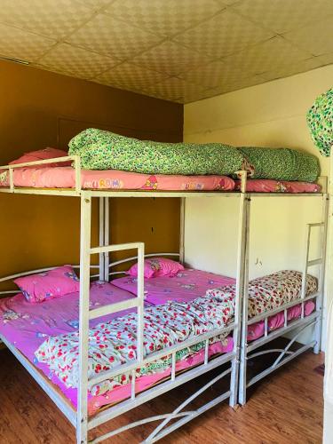 two bunk beds in a room with purple sheets at HOSTEL ANIMAL LOvE in Sauraha