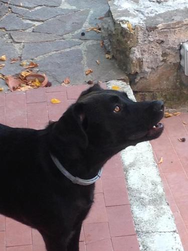 a black dog standing on a brick sidewalk at B.E.A. Maison in La Spezia