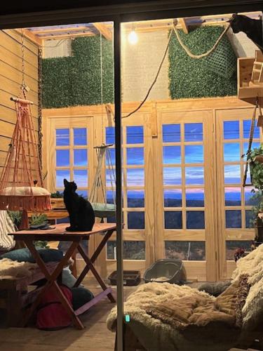 ラ・セレナにあるCasa frente a la playaの部屋のテーブルに座る黒猫