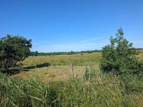 a field with a fence and trees in a field at 6 person holiday home in Blåvand-By Traum in Blåvand