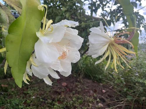Galeriebild der Unterkunft Apartment near the Río Niño in Upala