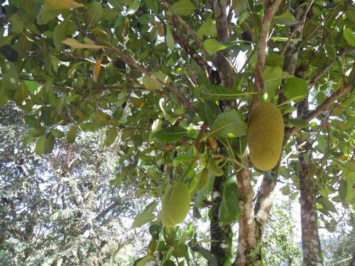 a bunch of green fruit hanging from a tree at Locação p final de semana Mourada Térrea in Caraguatatuba