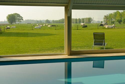 een raam met een stoel in een veld van schapen bij Domein Het Weiland in Damme