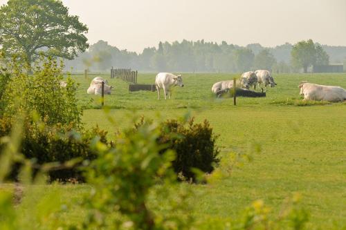 a herd of cows grazing in a field at Domein Het Weiland in Damme