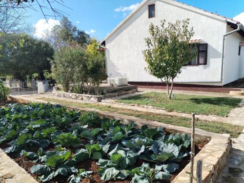 a garden of cabbage in front of a house at Holiday Home Višnja with Pool in Benkovac
