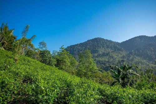 una ladera verde con montañas en el fondo en Ecovert Residence Sinharaja, en Kalawana