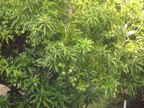 a bunch of green fruit on a tree at Appartement charmant au Gosier avec jardin de 68 m² in Mare Gaillard