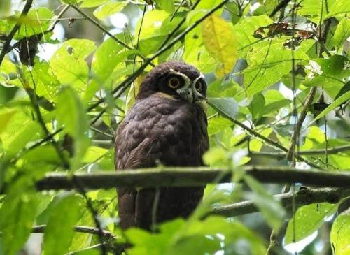 Billede fra billedgalleriet på Alto's Green Lodge i Fortuna