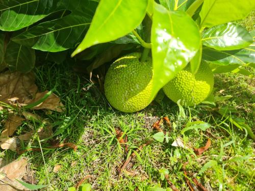 Fotografie z fotogalerie ubytování Maison Corvo v destinaci Gourbeyre