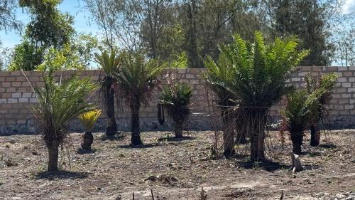 Jardí fora de Hakunamatata studio