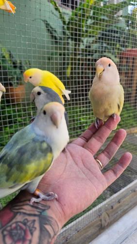 three birds perched on a persons hand in front of a cage at Chalé dos Açaís próximo à Trindade in Paraty
