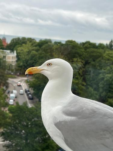 Mieszkanie - 8 PIĘTRO Z WIDOKIEM NA MORZE