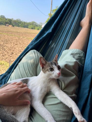 a person holding a cat laying in a hammock at Pemsee's Tree Town - Eco Treehouse Hostel in Sauraha