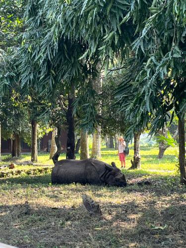 a rhino laying down in the grass under trees at Pemsee's Tree Town - Eco Treehouse Hostel in Sauraha