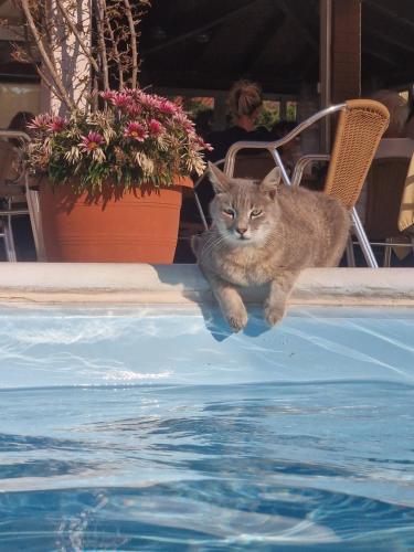 Domácí mazlíčci ubytovaní s hosty v ubytování Kouros Villa and Apartment