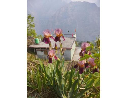 Fotografie z fotogalerie ubytování Nk brothers,Joshimath v destinaci Jyotirmath