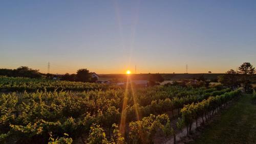 un coucher de soleil sur un vignoble et un coucher de soleil en arrière-plan dans l'établissement Eichenhäuschen - Tinyhouse im Weinviertel, à Kleinstelzendorf
