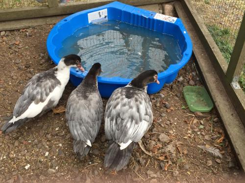 three birds standing next to a bucket of water at Kullagården in Vreta Kloster