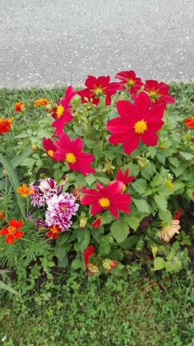 a bunch of red flowers in a garden at Guest House Adrijana in Seliste Dreznicko