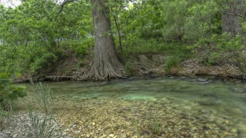 a tree in the middle of a pool of water at Old Glory River Cabin in Utopia