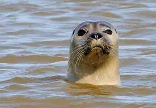 eine Robbe schwimmt im Wasser in der Unterkunft Apt Baie de Somme en centre ville 200m de la plage in Cayeux-sur-Mer