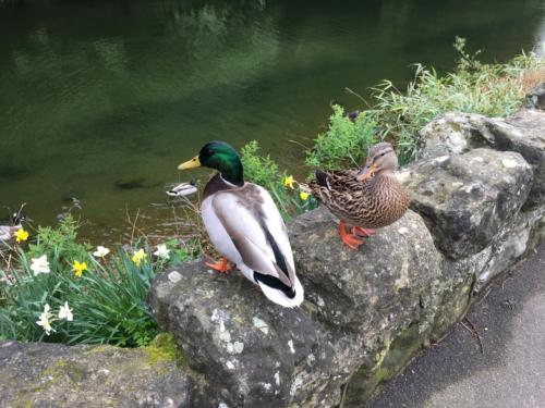 two ducks sitting on rocks by the water at Grebe Cottage in Isle of Wight